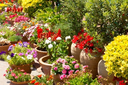 Landscape plant maintenance tips